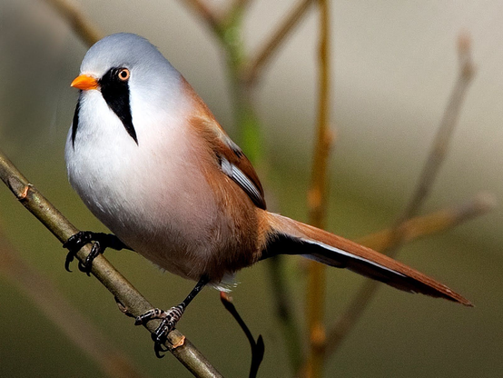 Picture of the bearded reedling;, small bird with a grey/blue head, orange,  black "moustaches" (not a beard) and black undertail coverts and a brownish tail. https://en.wikipedia.org/wiki/Bearded_reedling