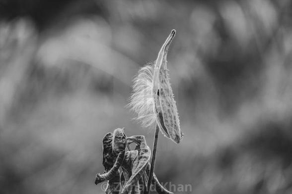 nature, milkweed, black and white photography