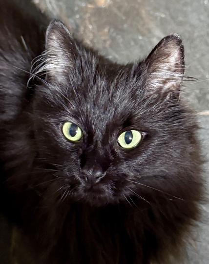 A closeup of a fluffy black smoke cat with ear tufts and bright green eyes. From chin down is in shadow, and you can see green tile floor behind her. 
