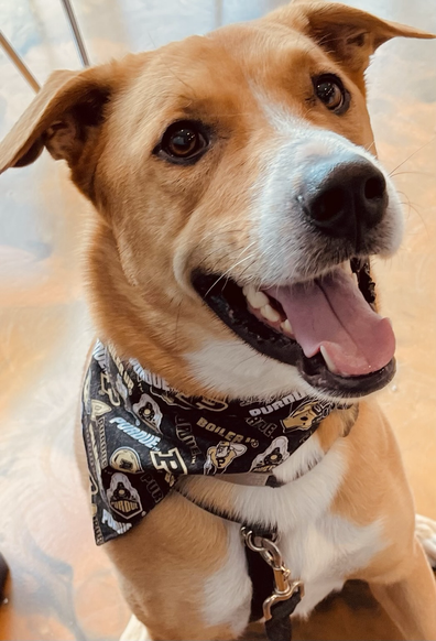 A happy brown and white dog wearing a Purdue university bandanna 