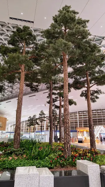 Photo of tall indoor trees reaching up toward the ceiling of a terminal at Incheon International Airport.