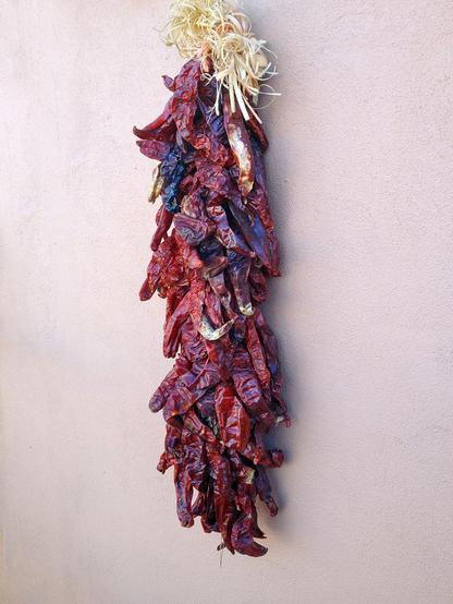 Red chili peppers (Capsicum annuum) bundled and hanging to dry.