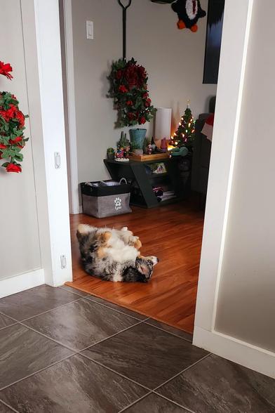 Lyric the Blue Merle Mini Aussie laying on her back sleeping on the hardwood floor with her paws curled into her chest.