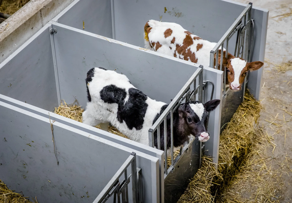 Foto van twee kalfjes. Ieder alleen in een klein hok met drie gesloten wanden. Een zijde heeft tralies en een ruimte waar het kalfje het hoofd door kan steken.