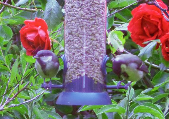 Two blue tits perched on a bird feeder filled with seeds. The feeder is surrounded by lush green foliage and vibrant red roses, creating a colourful and lively scene. One bird is looking to the left (its right) while the other is pecking at the seeds.