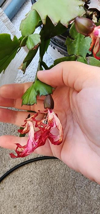 Picture of a holiday cactus fruit