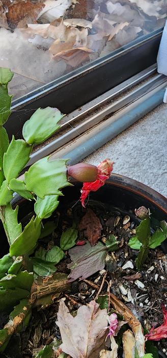 Picture of a holiday cactus fruit