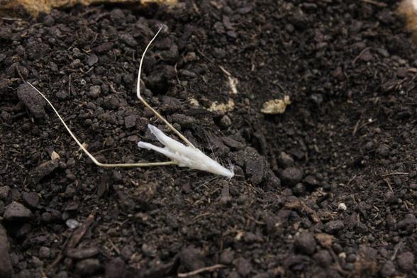 A small cone-shaped beige robot with two long strands sticking out from the base of the cone, lying on soil. It looks a bit like a plant seed or some straw.