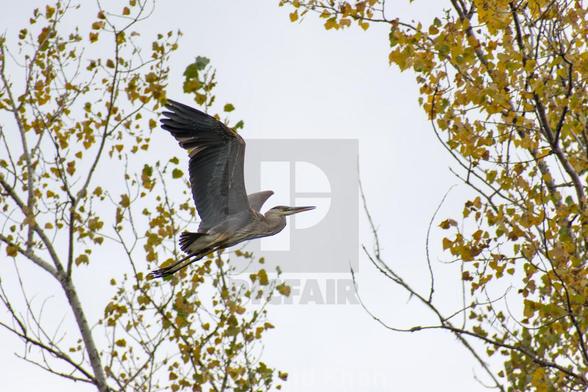 bird, trees, heron, wings, fall, bird in flight, great blue heron