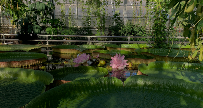 Victoria cruziana plant in the Botanical Garden at TU Braunschweig. Photo credit: Melina Sophie Nowak.
