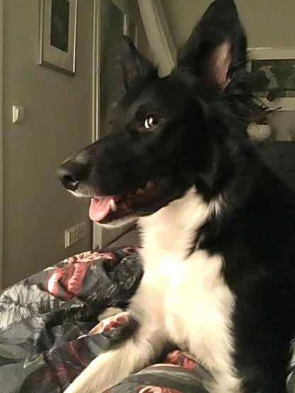 naurava bordercollie sängyn päällä