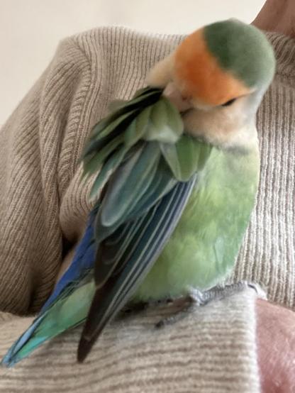 A colorful bird, a lovebird, is perched on a person's arm, grooming its feathers. The background features a soft, textured sweater.