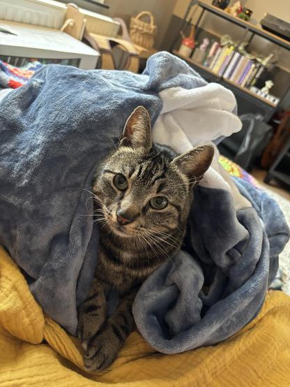 A tabby cat peeks out from under a soft shark onesie, surrounded by layers of fabric in blue and yellow. The background features a cozy interior with furniture and decor.