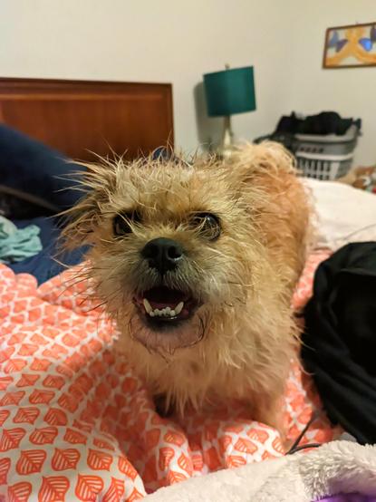 A photo of a small scruffy slightly orangish tan furred dog, with a noticeable underbite, standing on an unmade bed.