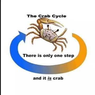 The crab cycle is only one step