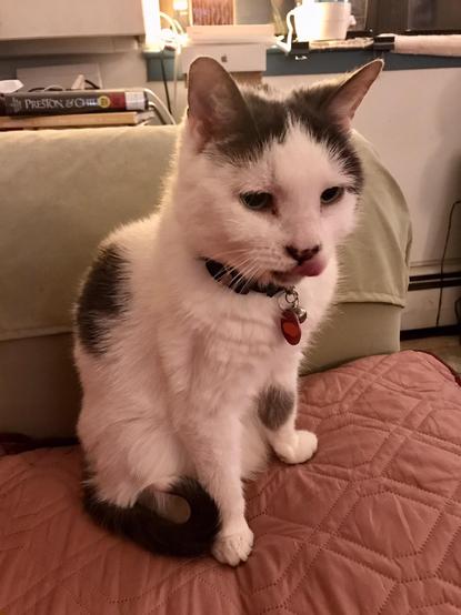 white cat with black spots, black collar & red tag, is sitting up on the couch, licking her chops 