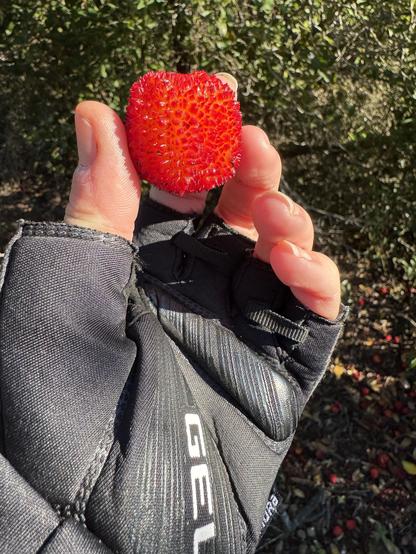 A gloved hand holds a bright red, textured arbutus fruit, surrounded by greenery and scattered fruits on the ground.
