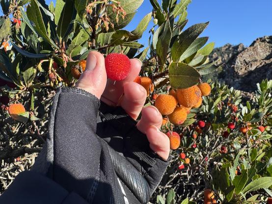 A hand wearing a glove holds a bright red arbutus fruit, next to the strawberry tree with orange and red berries and green leaves. The background shows a clear blue sky and rocky terrain.