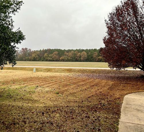 A view of a grassy field with a few scattered leaves and a tree with red foliage. In the background, there is a line of trees with autumn colors, under a cloudy sky. 