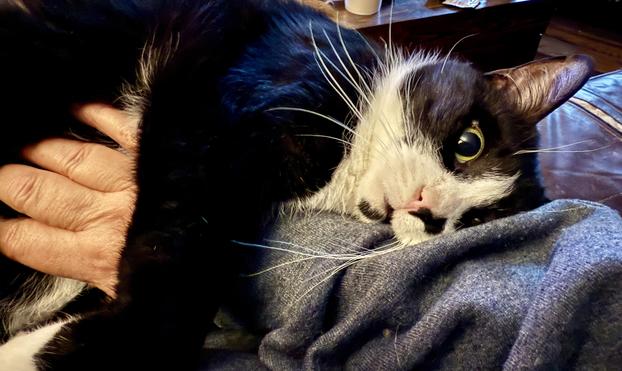 Remy, a black and white tuxedo cat with dramatic long white whiskers, lies snuggled against a gray sweatshirt-clad arm. He’s holding onto my arm while I skritch his belly. It’s dim in the room, so his pupils are very large, making him look slightly crazy. :-)