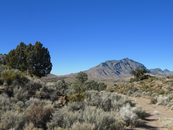 foreground: sagebrush with scattered pinyon-juniper trees, and a narrow two-track road.  Background: rocky mountaintop.