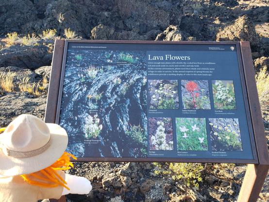 Ranger Sarah learns about wildflowers that grow in the lava flows.
— at Craters of the Moon NPS.

