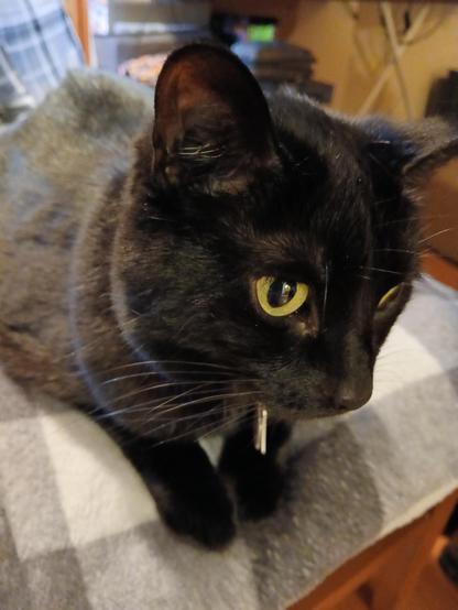 A black kitty with yellow eyes laying on a gray and white checkered blanket, looking worried because she was caught in the act of stealing my socks...again.