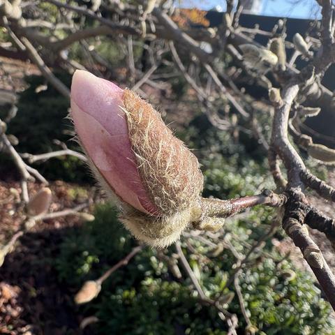 magnolia bud