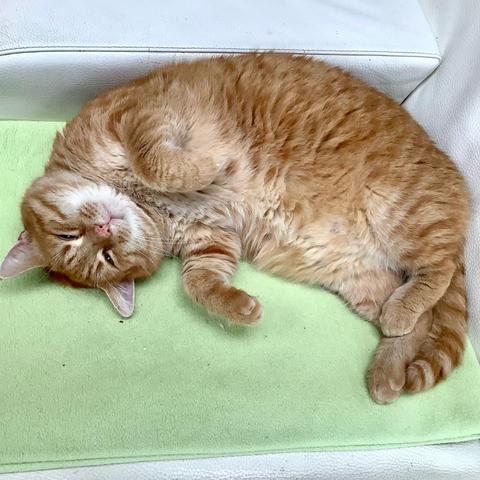 A chonky red cat lying belly-fluff up on a lime green blanket, in the corner of a white leather couch. He is looking very content.