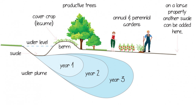 An image showing a dug swale with a berm. Underground, it shows how the water reservoir increases over the years.
