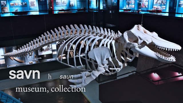 The skeleton of the Pilot Whale