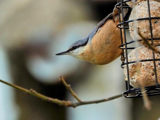 El trepador azul, que está comiendo en el comedero de bolas, levanta su cabeza para inspeccionar, supongo, si todo está en orden y puede seguir, o no,  disfrutando de su comida.