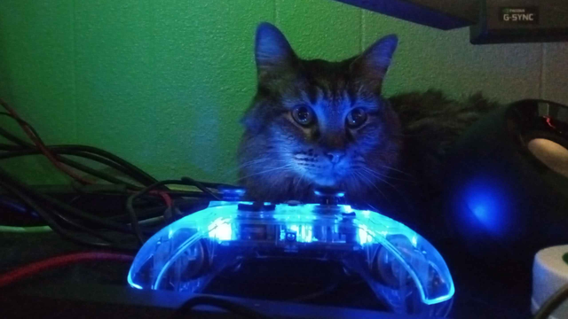 Goobie [cat] sitting behind my monitor setup with a controller, which has a blue LED light, directly in front of her illuminating the photo.