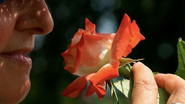 Person smelling a rose.