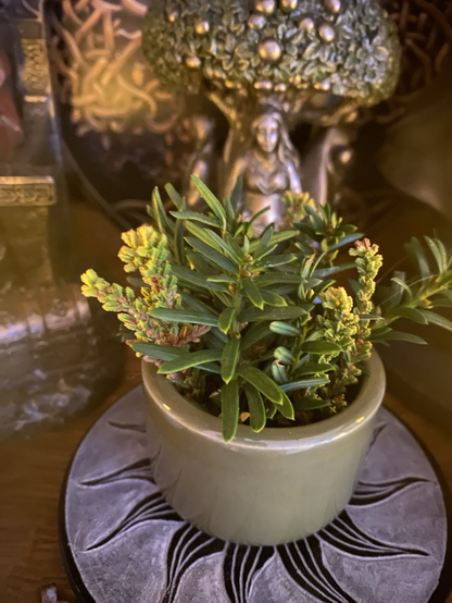 Yew and heather on pagan altar