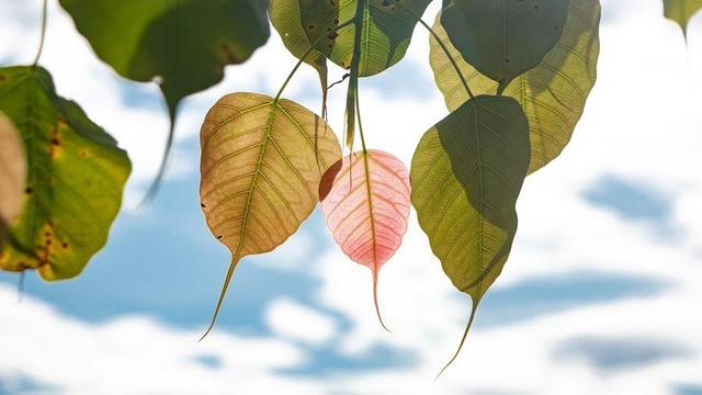 Bodhi tree leaves