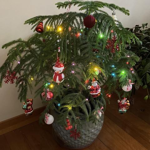 Norfolk pine plant decorated with colored lights and various Christmas ornaments in a SE Michigan home
