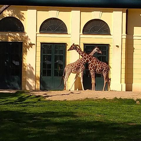 Vor dem Giraffengehege kreuzen sich die Hälse zweier Giraffen 