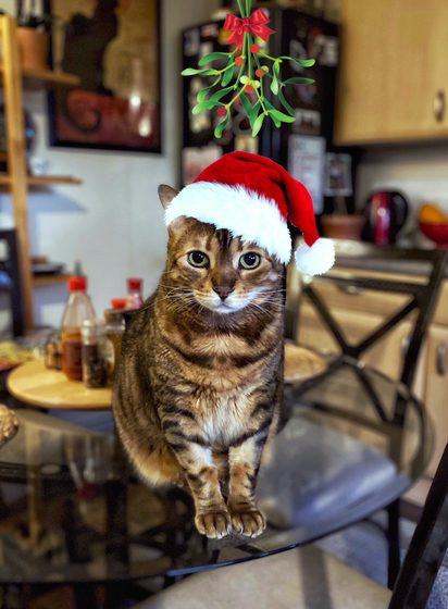 This a colour photo of my bengal cat Neko sitting on the kitchen table wearing a Santa hat under the mistletoe. 
