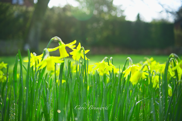 Daffodils 