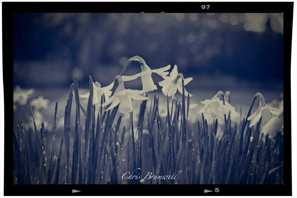 Daffodils 