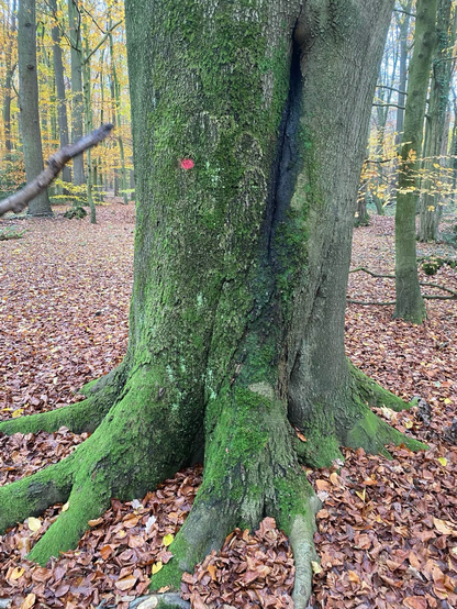 Tree roots coated in moss