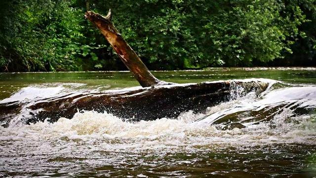 Log moving down a river