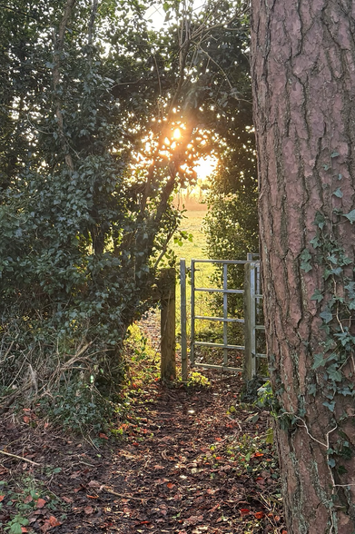Metal gate with low sun shining from behind it. 