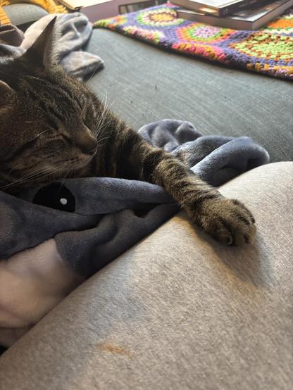 A relaxed tabby cat rests with its eyes closed, its paw resting on a person's leg covered in light gray sweatpants. A soft blue blanket is draped around the cat. In the background, a colorful knitted item and books are visible stacked on top