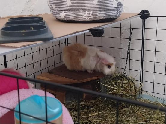 Foto de cobayo pequeño dentro de un corral, subido al tejado de una casa de madera mientras come heno de una bola de metal colgada de la rejilla del corral. Alrededor se pueden ver varios objetos del animal, como camas y comederos.