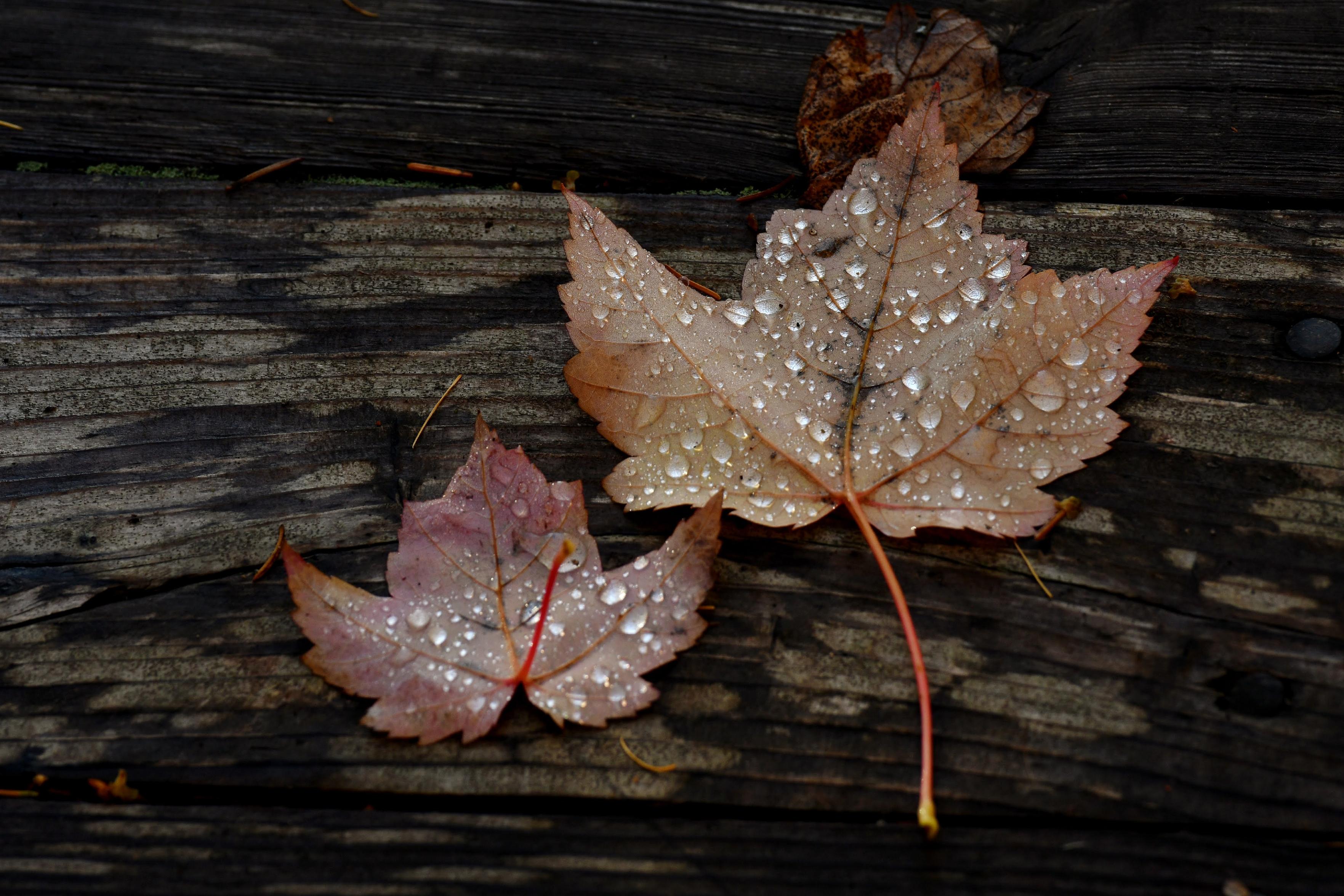 Two%20differently%20sized%20maple%20leaves%20lying%20on%20a%20wet%2C%20wooden%20boardwalk.%20The%20smaller%20leaf%20is%20reddish%20at%20the%20edges%20and%20the%20larger%20is%20a%20paler%20beige%2Fbuff.%20Both%20are%20dotted%20with%20raindrops%20and%20the%20wooden%20floor%20is%20streaked%20dark%20with%20wet%20areas%20that%20haven't%20yet%20dried%20after%20a%20rain.