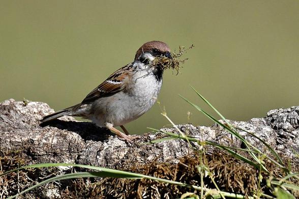 Gorrión molinero (Passer montanus). Foto: Luiz Lapa en Wikipedia ( https://commons.wikimedia.org/wiki/File:(1_3).._Pardal-mont%C3%AAs,_com_o_material_que_apanhou_para_construir_o_ninho,_Eurasian_Tree_Sparrow,_with_the_material_collected,_to_build_the_nest_(52075373060).jpg )