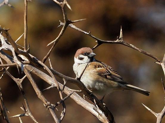 Gorrión molinero (Passer montanus). Foto: Greg Peterson en Wikipedia ( https://commons.wikimedia.org/wiki/File:Eurasian_Tree_Sparrow_%E3%82%B9%E3%82%BA%E3%83%A1_(247564895).jpeg )