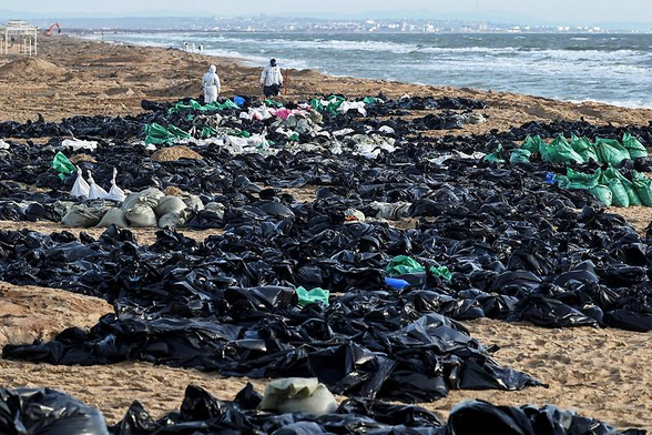 Foto: Strand mit vielen schwarzen Müllsäcken und Personen, die den Strand reinigen

Medienberichten zufolge sind inzwischen 8.000 freiwillige Helfer dabei, den Strand zu reinigen. 700 vom Öl bedeckte Vögel seien gerettet worden, teilte die regionale Führung mit. Die Zahl der durch die Ölkatastrophe gestorbenen Tiere nannte sie nicht.